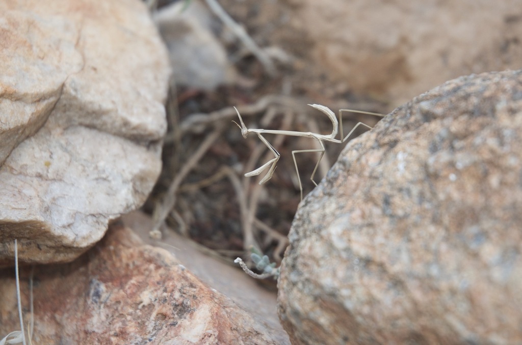 Sublime Conehead Mantis
