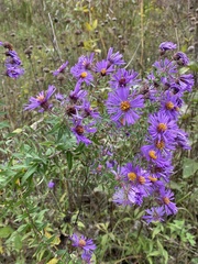 Symphyotrichum novae-angliae