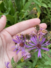 Symphyotrichum novae-angliae