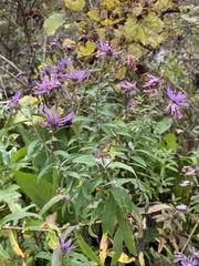 Symphyotrichum novae-angliae