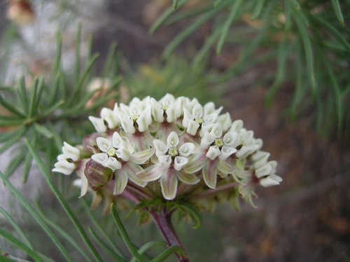 pineneedle milkweed