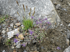 Dracocephalum stamineum