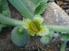 Henosepilachna argus