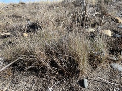 Festuca ammobia