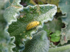 Henosepilachna argus