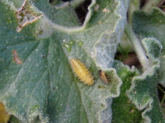 Henosepilachna argus