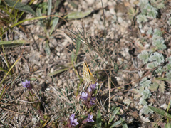Gentianella turkestanorum