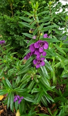 Angelonia angustifolia
