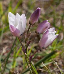 Ixia versicolor