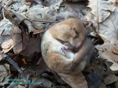 Muscardinus avellanarius