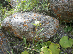 Gentiana olgae