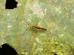 Thyrsophorinae