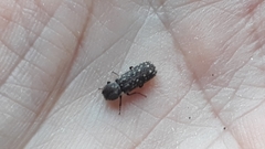 Lichenophanes varius