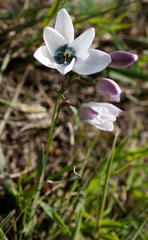 Ixia versicolor