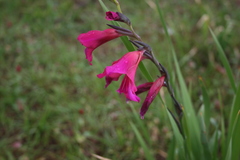 Gladiolus italicus