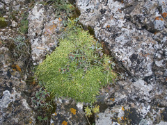 Silene samarkandensis