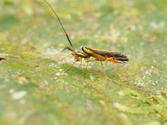 Thyrsophorinae