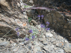 Dracocephalum stamineum