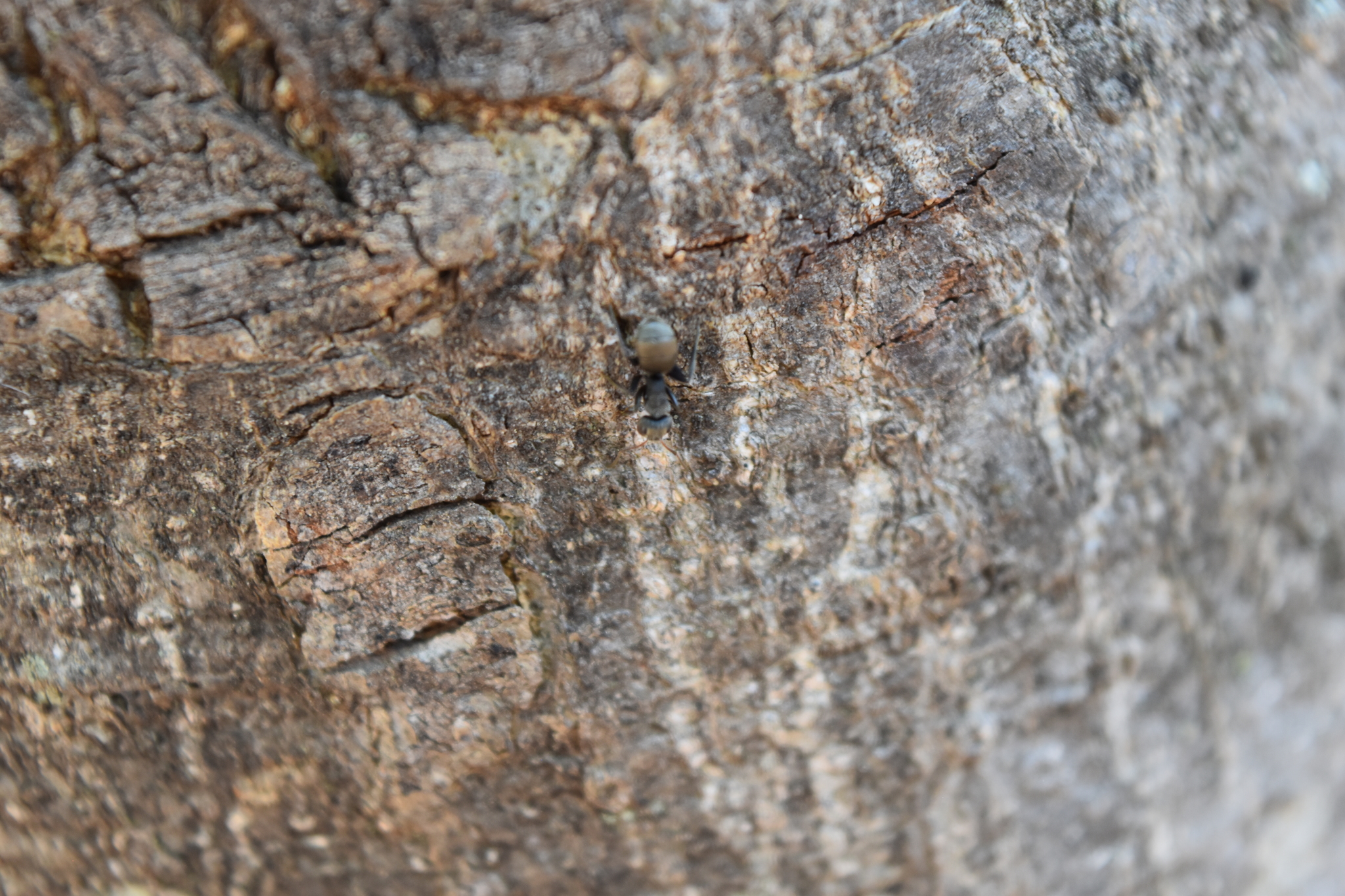 Camponotus brettesi