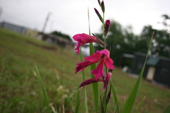 Gladiolus italicus