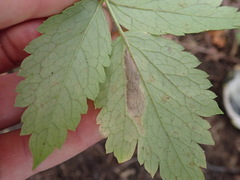 Phytomyza actaeivora