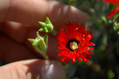 Drosanthemum lavisii