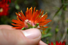 Drosanthemum lavisii