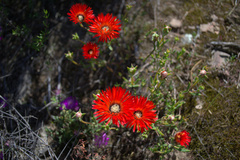 Drosanthemum lavisii