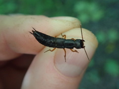 Dinothenarus badipes