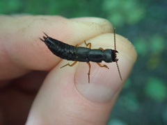 Dinothenarus badipes