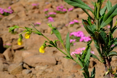 Hermannia denudata denudata