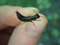 Dinothenarus badipes