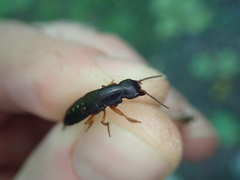 Dinothenarus badipes