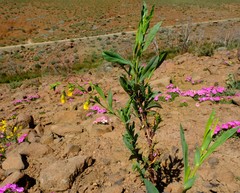 Hermannia denudata denudata