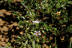 Lycium pilifolium