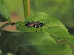 Arachnospila