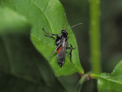 Arachnospila
