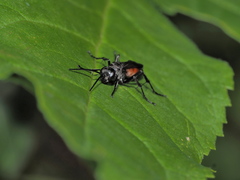 Arachnospila
