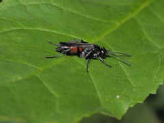 Arachnospila