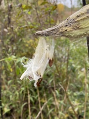 Asclepias syriaca