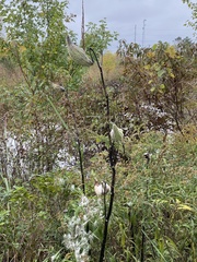 Asclepias syriaca