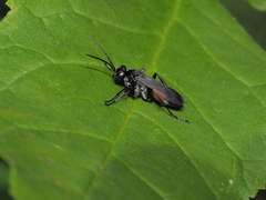Arachnospila