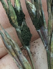 Claviceps pusilla