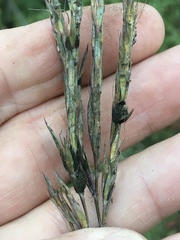 Claviceps pusilla