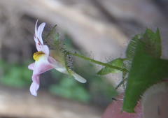 Nemesia deflexa
