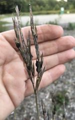 Claviceps pusilla