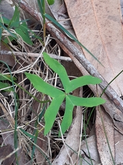 Oxalis bipartita