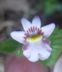 Nemesia deflexa