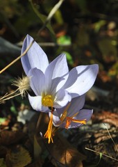 Crocus cancellatus