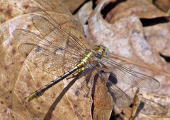 Phanogomphus lividus